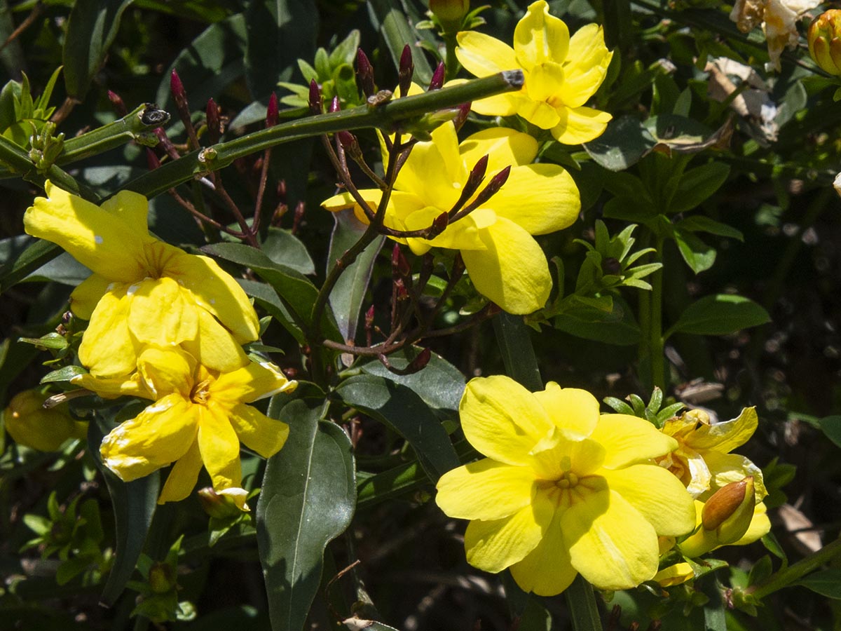 Blüten und Knospen